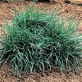 Ophiopogon Japonicus - Mondo Grass